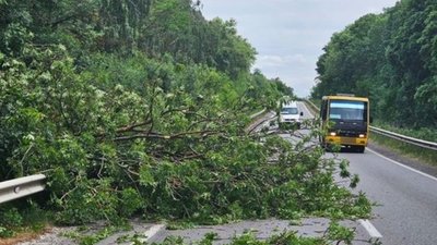 Дерево перекрило трасу Львів-Тернопіль. ФОТО