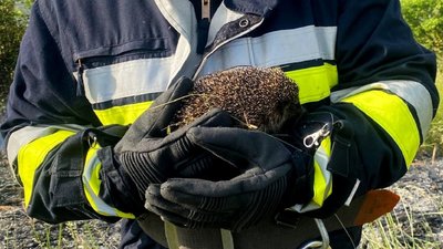 Вихопили з полум’я: біля Тернополя пожежники врятували їжачка. ФОТО