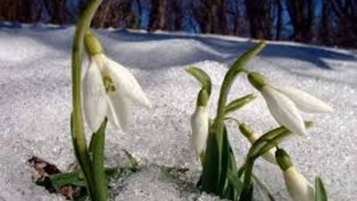 На Тернопільщині штрафуватимуть за незаконний збір підсніжників