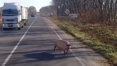 На Тернопільщині трасою бігала... свиня. ВІДЕО