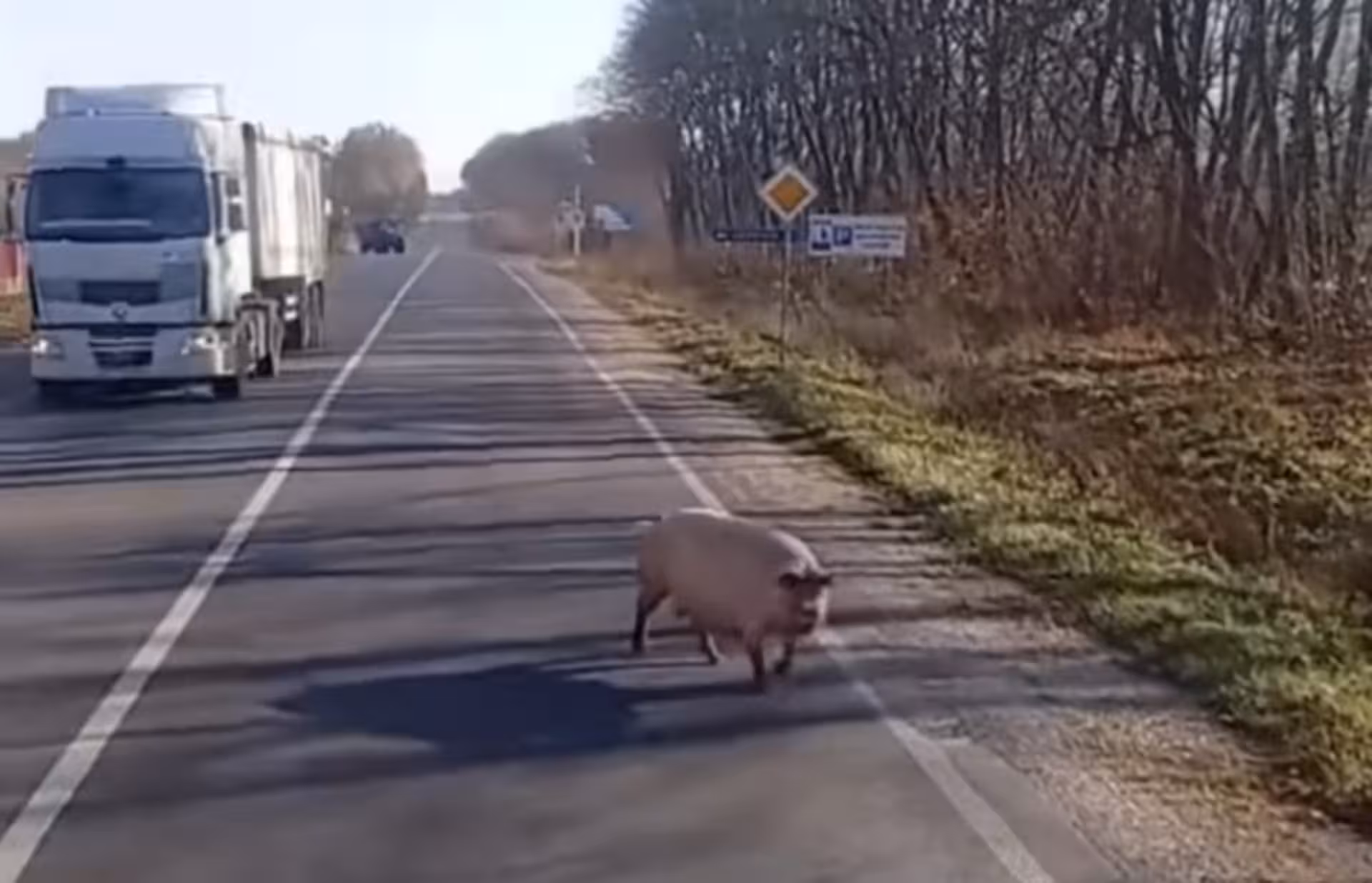 На Тернопільщині трасою бігала... свиня. ВІДЕО
