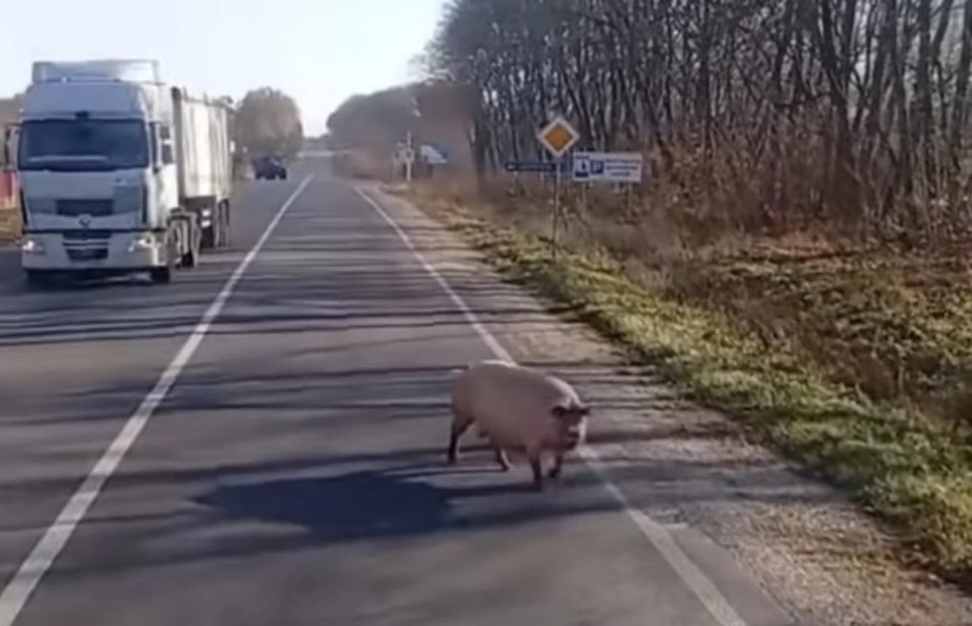 На Тернопільщині трасою бігала... свиня. ВІДЕО