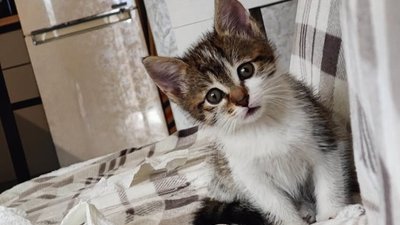 Господар загинув у пожежі, а її врятували: шукають нову сім'ю для пухнастої красуні. ФОТО
