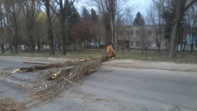 Повалені дерева, пошкоджені дахи та знеструмлені села: буревій наробив збитків на Тернопільщині