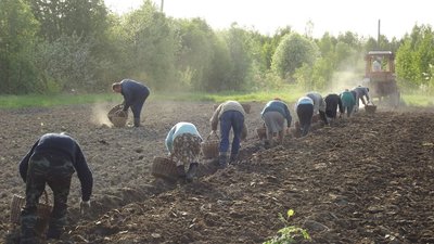 Аграрії Тернопільщини розширюють площі цукрових буряків і картоплі