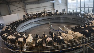 Фірма аграрія з Тернопільщини встановила молочний рекорд України