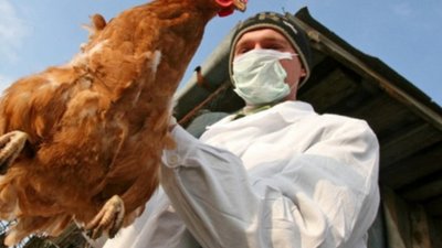 На Тернопільщину завезли курей з Вінничини, де зафіксували пташиний грип. ВІДЕО