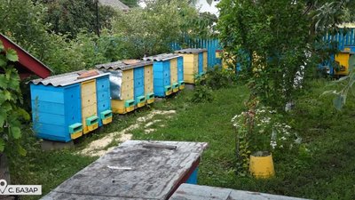 У селі на Тернопільщині – масовий мор бджіл. ВІДЕО