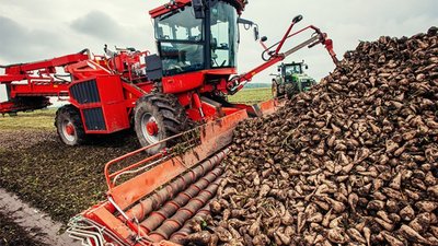 На Тернопільщині збільшили виробництво цукру: чи буде він дешевшим?