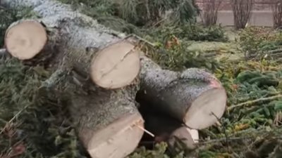 "Не треба орків, свої знищили": біля тернопільської школи зрізали великі сосни. ВІДЕО