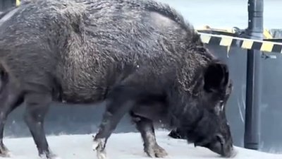 У когось шашлик втік: біля відділення "Нової пошти" гуляв кабан. ВІДЕО