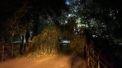 У тернопільському парку дерево впало на пішохідний міст. ФОТО