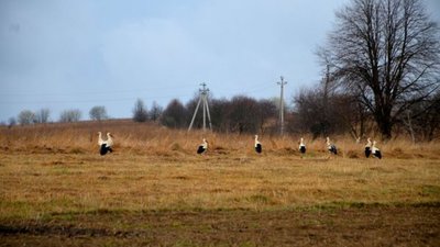 Несуть мир і радісне майбутнє: на Тернопільщину прилетіли лелеки. ФОТО