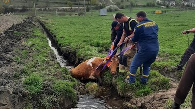 На Тернопільщині діставали із рову корову