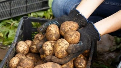 У селі на Тернопільщині заборонили на чотири роки садити картоплю