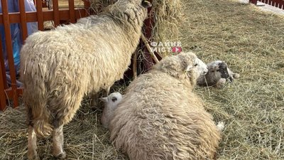 Вперше у Тернополі: у різдвяній шопці народилося двоє ягнят. ВІДЕО