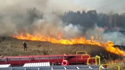 П'ять гектарів лісу ледь не згоріли на Тернопільщині