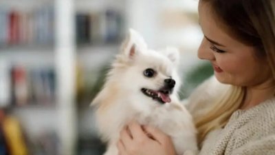 Як назвати собаку-дівчинку: ідеї імен для улюблениці