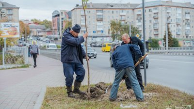 У гідропарку висадили сливи Піссарді, а на дамбі - катальпи. ФОТО