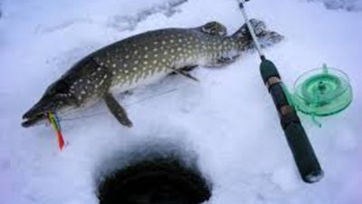 На Тернопільщині заборонили вилов щуки