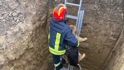Пригоди чотирилапих: на Тернопільщині врятували двох собак і кота, який застряг у вікні. ФОТО
