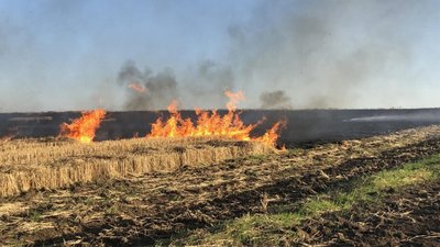 За спалювання сухої трави можуть посадити на 15 років та ще й конфіскувати все майно