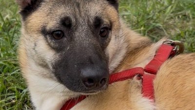Винагорода -10 000 гривень: на Тернопільщині розшукують зниклу собачку. ФОТО