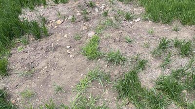 «Чорні археологи» руйнують трипільські пам'ятки Тернопільщини