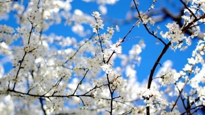 Квітневі заморозки негативно вплинуть на врожаї українських садівників та ягідників