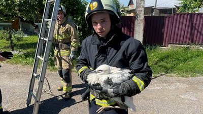 На Тернопільщині врятували лелеченя, яке випало з гнізда. ФОТО