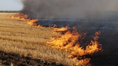 Вогонь охопив гектари пшениці: масштабна пожежа на Тернопільщині