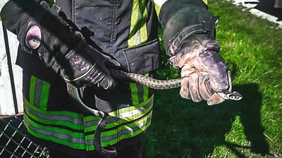 Небезпека причаїлася біля дому: рятувальники "видворили" з села непроханого гостя