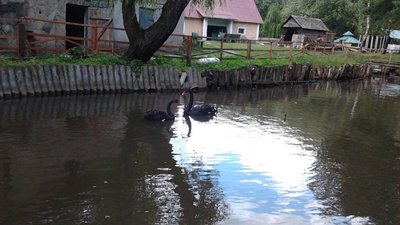 Тернополяни можуть дати ім'я чорним лебедям. Фото