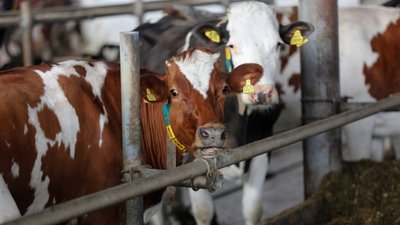 Цьогоріч компанія "Бучачагрохлібпром" інвестує в молочну галузь понад 350 мільйонів гривень