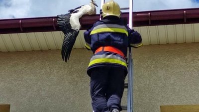 На Тернопільщині рятувальники вивільнили з "пастки" лелеку. ФОТО