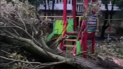 У Тернополі велике дерево впало на дитячий майданчик