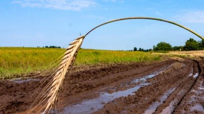 Через погану погоду аграрії не встигають зібрати врожай