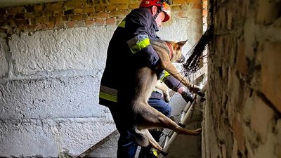 Жалібно кликав на допомогу: біля Тернополя врятували собаку. ФОТО