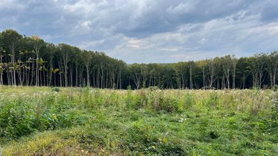 Вирубали понад шість тисяч дерев, збитків на десятки мільйонів: масштабний злочин викрили на Тернопільщині