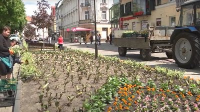 На клумбах Тернополя розквітнуть... прапори. ВІДЕО