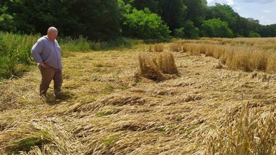 Стихія гуляла полями: фермери Тернопільщини підраховують збитки від негоди. ФОТО