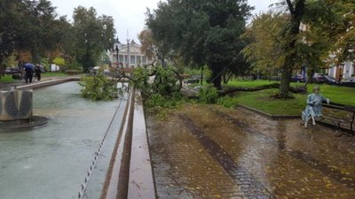 Перекрило тротуар і впало у фонтан: у центрі Тернополя вітер повалив велике дерево. ФОТО