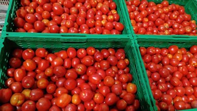 Фермерське господарство "Гадз" відкрило продаж врожаю помідорів