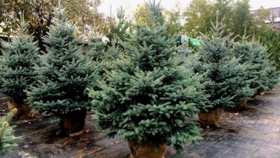 Завтра у Тернополі розпочнеться продаж ялинок