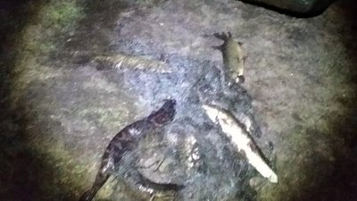 На Івачівському ставі спіймали браконьєра, котрий ловив сітями щук