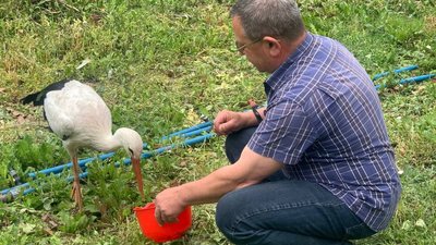 Поранений лелека уже третій рік поспіль живе на подвір’ї старости села на Тернопільщині. ВІДЕО