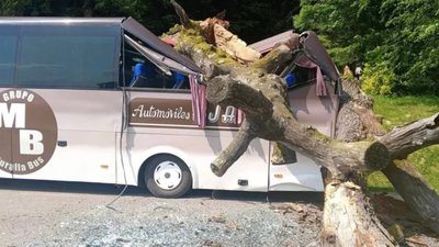 На Львівщині "дуб Франка" впав на автобус з дітьми. ФОТО