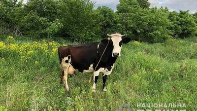 Суворе покарання: за вкрадену корову мешканець Тернопільщини відсидить п'ять років