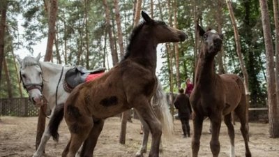 На Тернопільщину переїхала школа верхової їзди з Луганщини