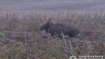 На Тернопільщині водій автомобіля збив лося: рогатий вижив, але не підпускає до себе людей